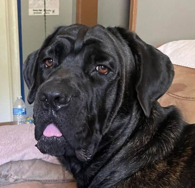 A black dog with its tongue out is laying on a bed.