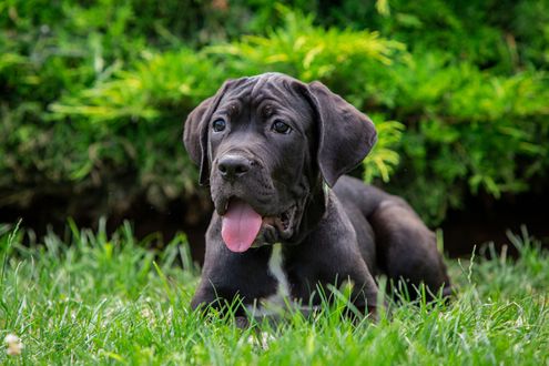 A black puppy is laying in the grass with its tongue out.