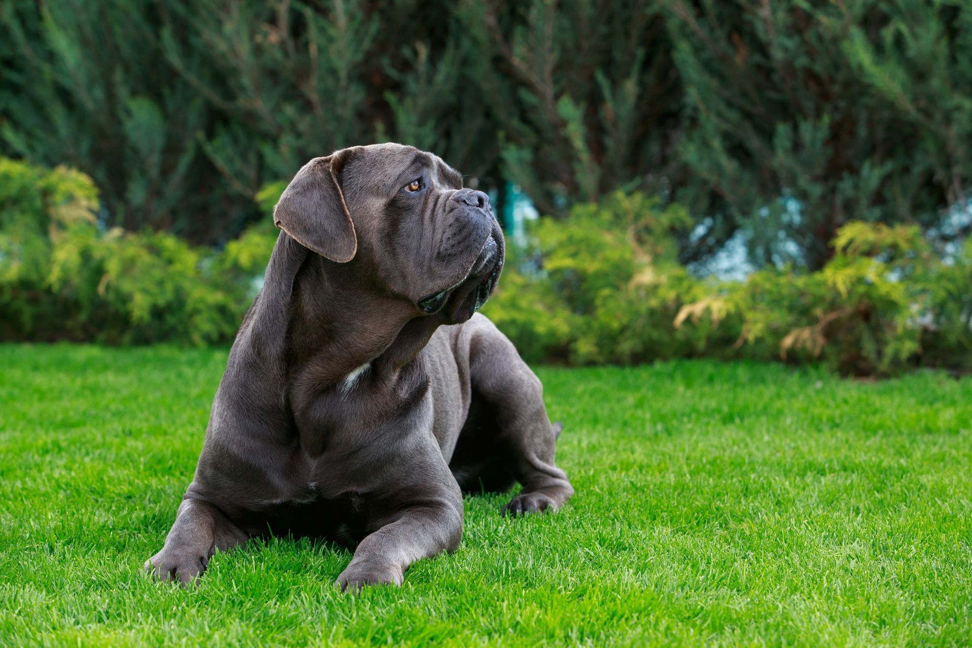 A dog is laying in the grass and looking up.