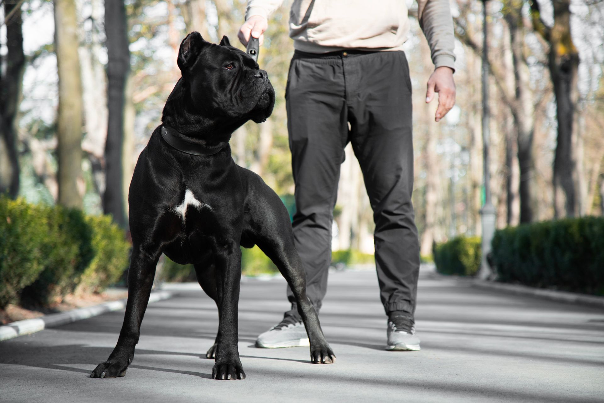 A man is walking a large black dog on a leash.