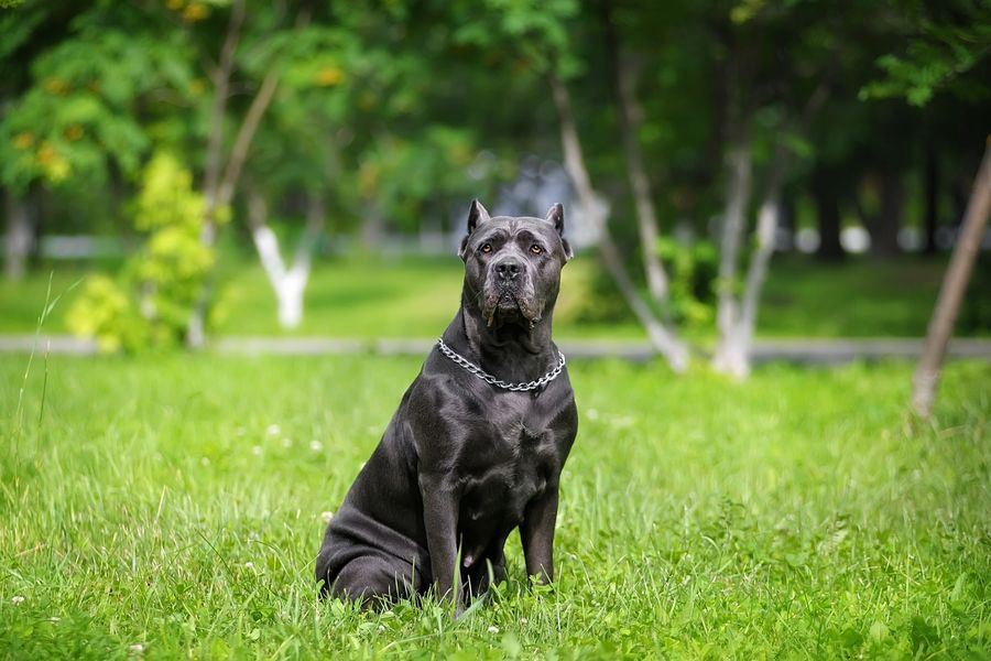 A black dog is sitting in the grass in a park.