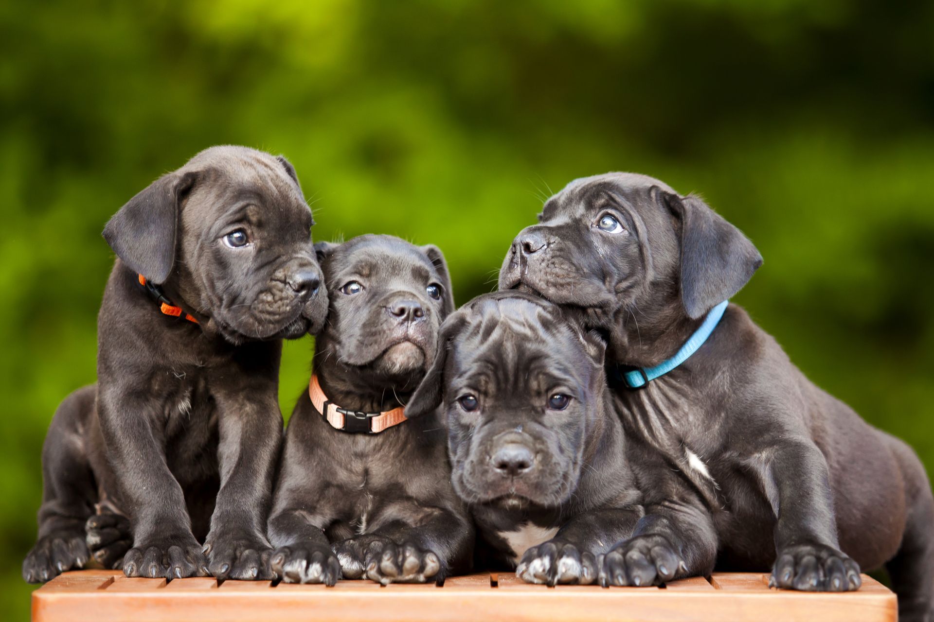 A group of black puppies are sitting on top of each other on a wooden table.