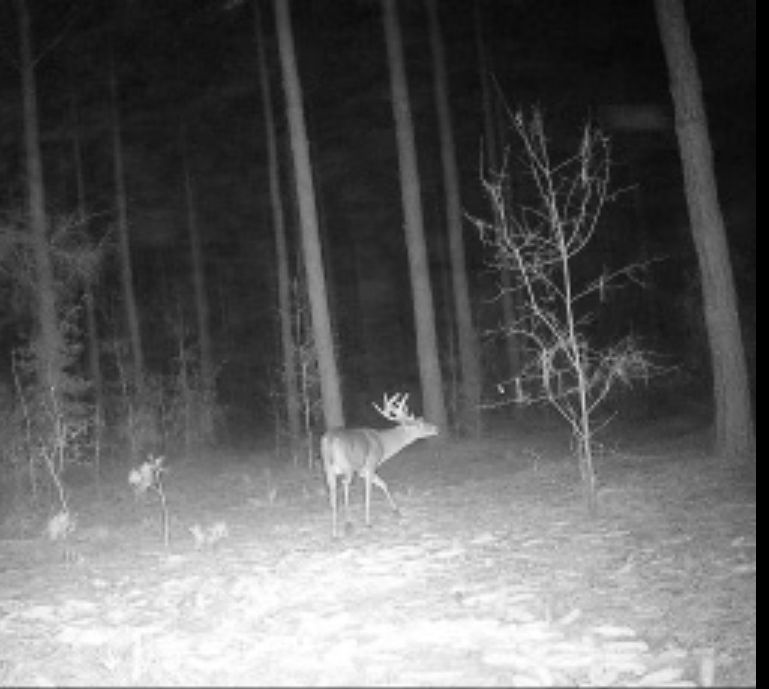 Buck looking at ball 2