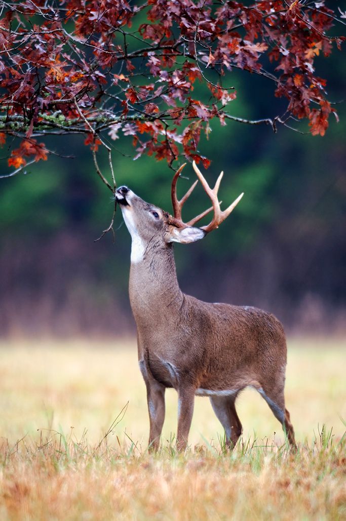 Red deer crossing a sand path in the middle of a forest in a wildlife park