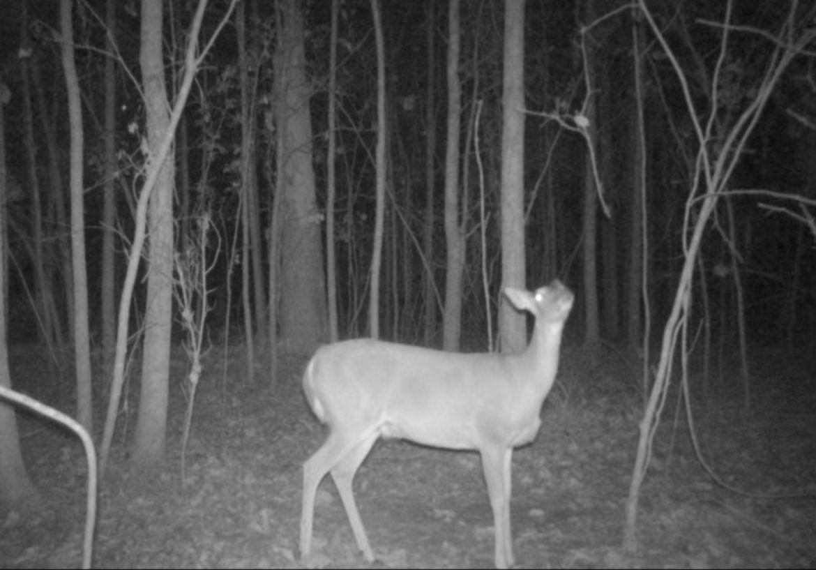 Doe looking at ball 1