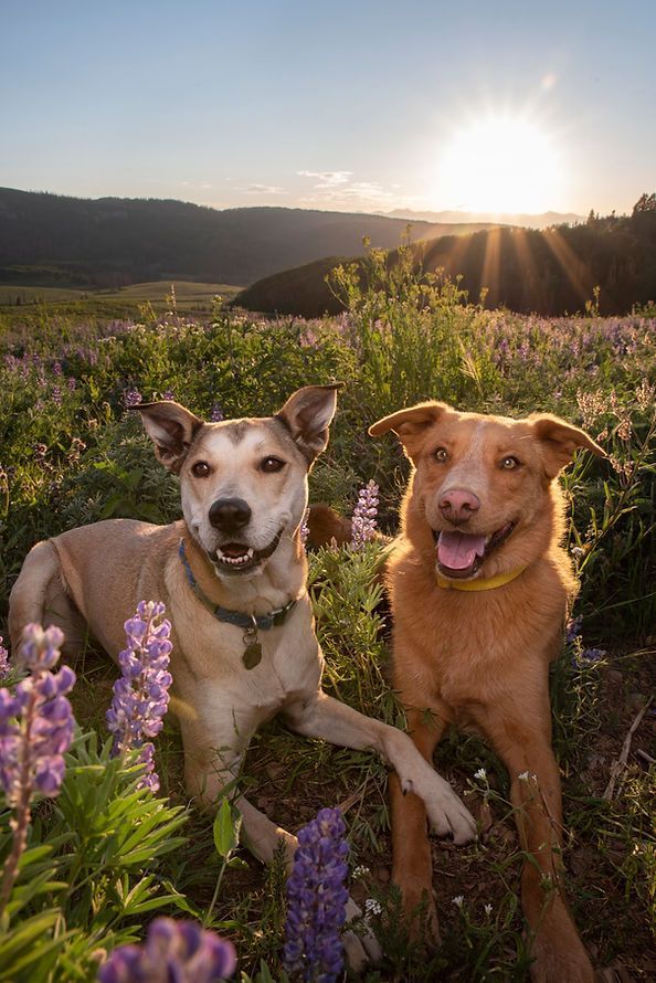 Two dogs sitting in a wildflower field at sunset, with mountains in the background.