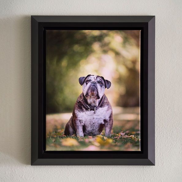 Framed portrait of a bulldog sitting on grass with a blurred outdoor background