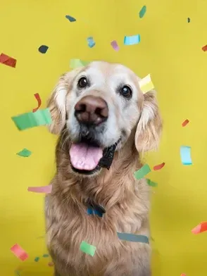 Golden retriever with tongue out, surrounded by colorful confetti on a yellow background