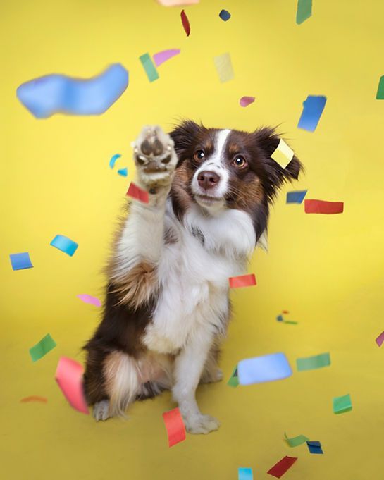 Brown-and-white puppy pawing at colorful confetti on a yellow background