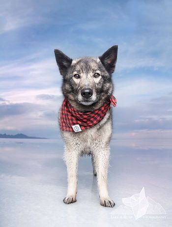 A gray dog wearing a red plaid scarf stands on a snowy beach under a cloudy sky.
