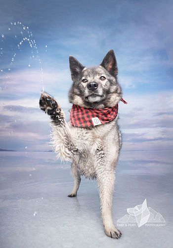 Dog leaping through shallow water, wearing a red bandana, under a cloudy blue sky