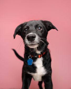 Small white dog sitting on a teal sofa against a red background