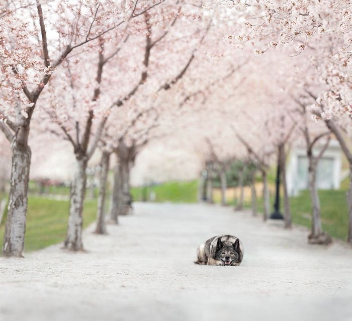 A quiet path lined with blooming cherry trees, with a small dog resting in the center.