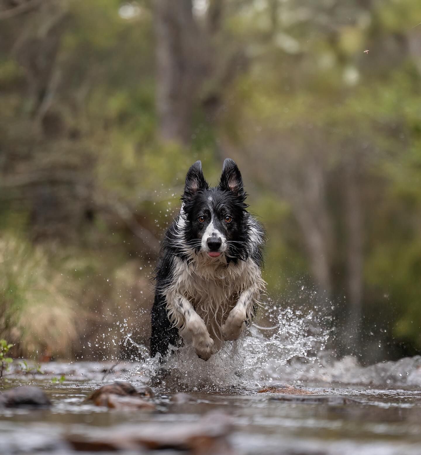 Black-and-white dog splashing through shallow water outdoors, running toward the camera