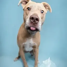 Tan dog with one ear up and tongue out against a light blue background