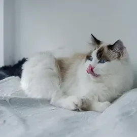 Fluffy white-and-brown cat licking its nose while lying on a light gray bed