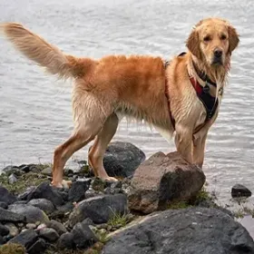 Golden retriever standing on rocky shore by the water, wearing a harness.