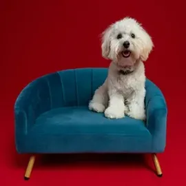 Small white dog sitting on a teal sofa against a red background