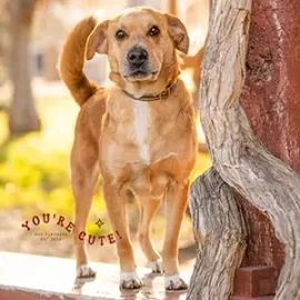 Tan dog standing by a tree in a sunny outdoor yard