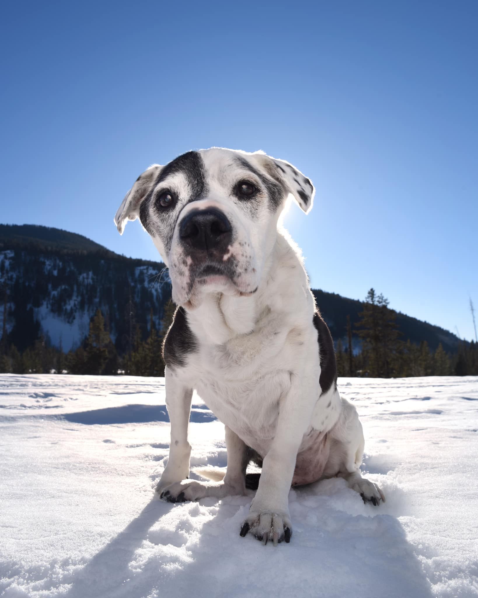 Black-and-white dog sitting in snowy field with mountains and blue sky behind it