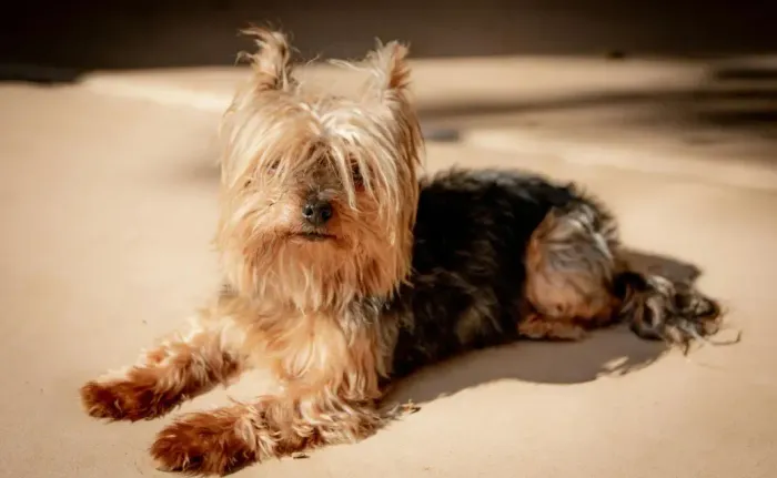 Small shaggy dog lying on sunlit sand, facing the camera