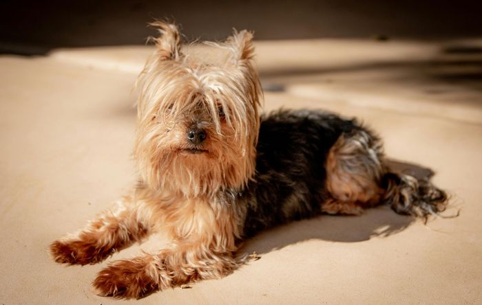 Small shaggy dog lying on sunlit sand, facing the camera