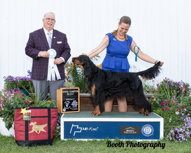 Nodrog gordon setter store club