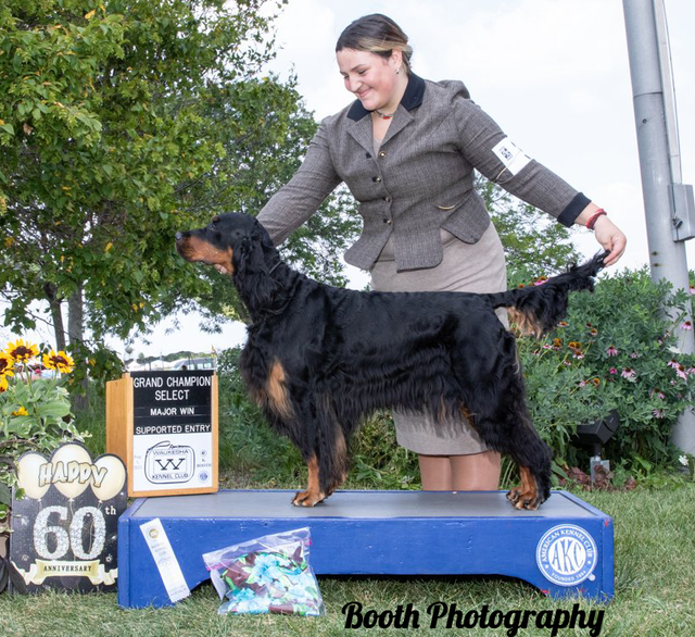 Nodrog gordon setter sales club