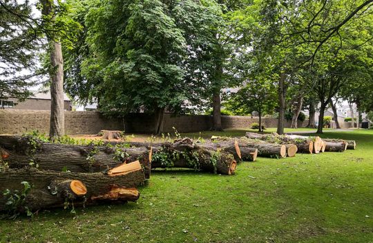 Felled tree trunks lie on green grass in a park, with more trees and a brick wall in the background.