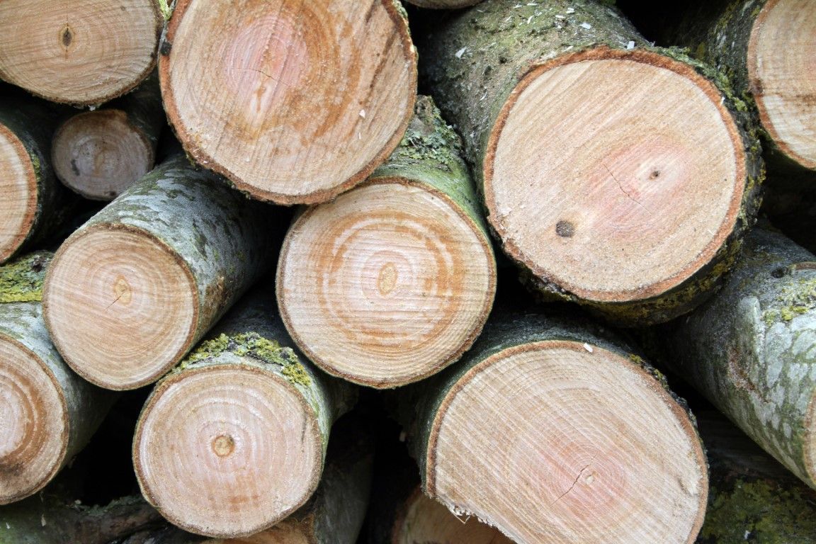A pile of freshly cut logs, displaying visible growth rings and bark.