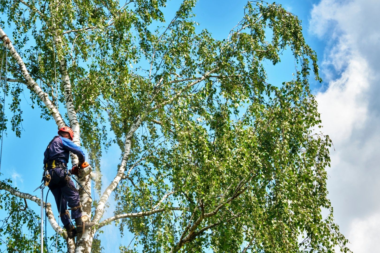 Arborist in blue work clothes, using a chainsaw on a tall birch tree with white bark, against a blue sky.