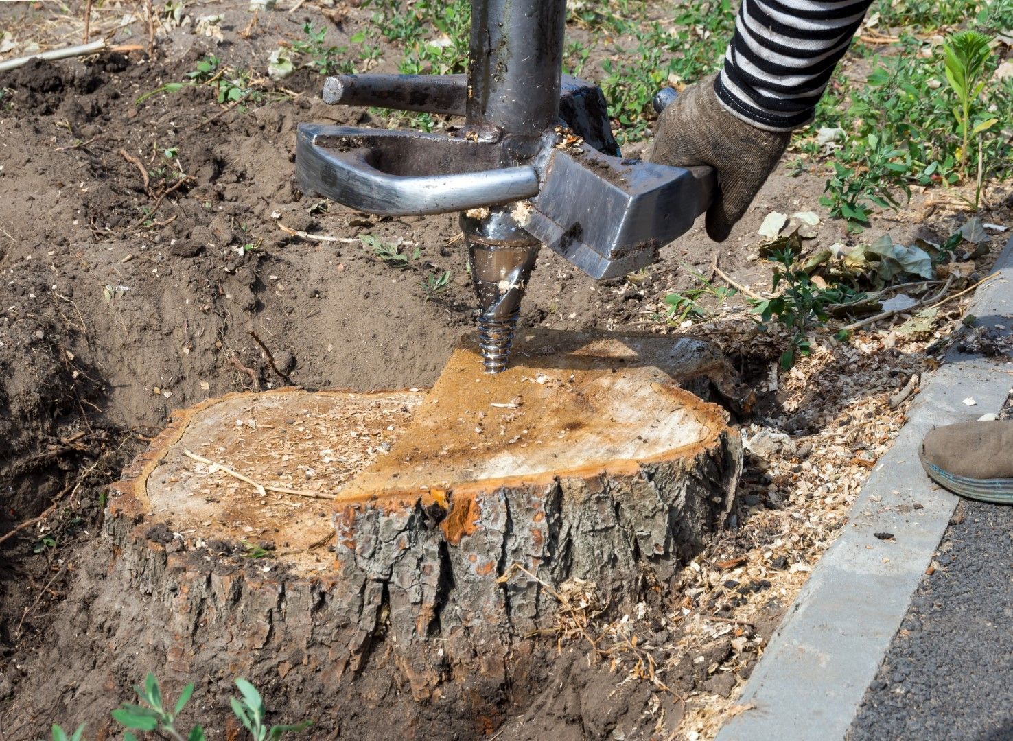 A person uses a stump grinder to remove a tree stump. The scene is outdoors, with a sidewalk visible.