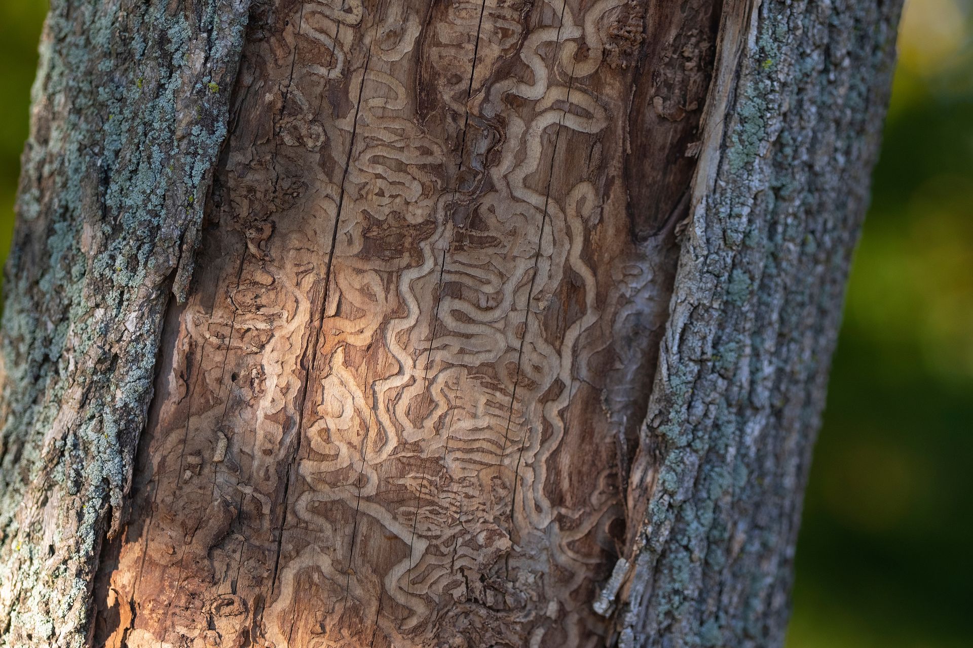 Tree With bark missing and burrow marks from insects.