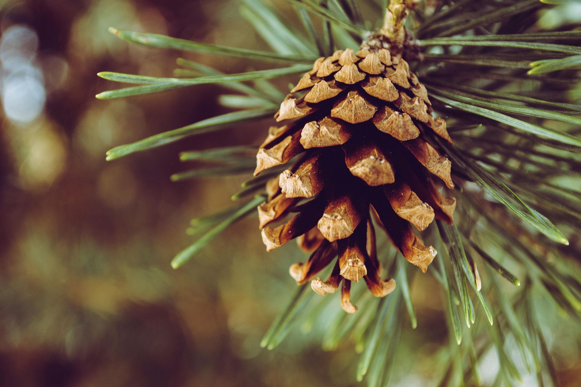 pine tree, pine cone up close view