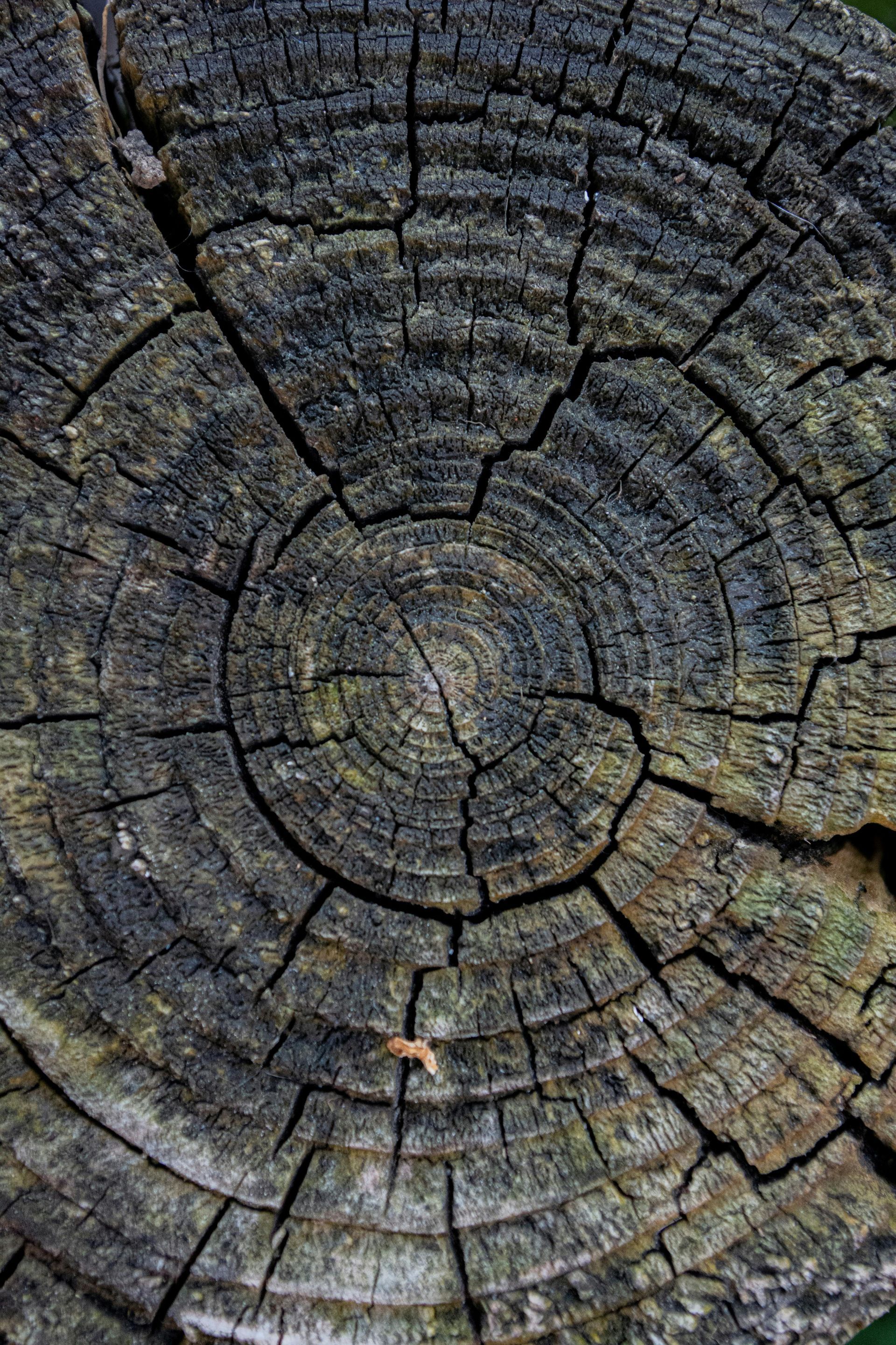 upclose picture of the top of an old stump