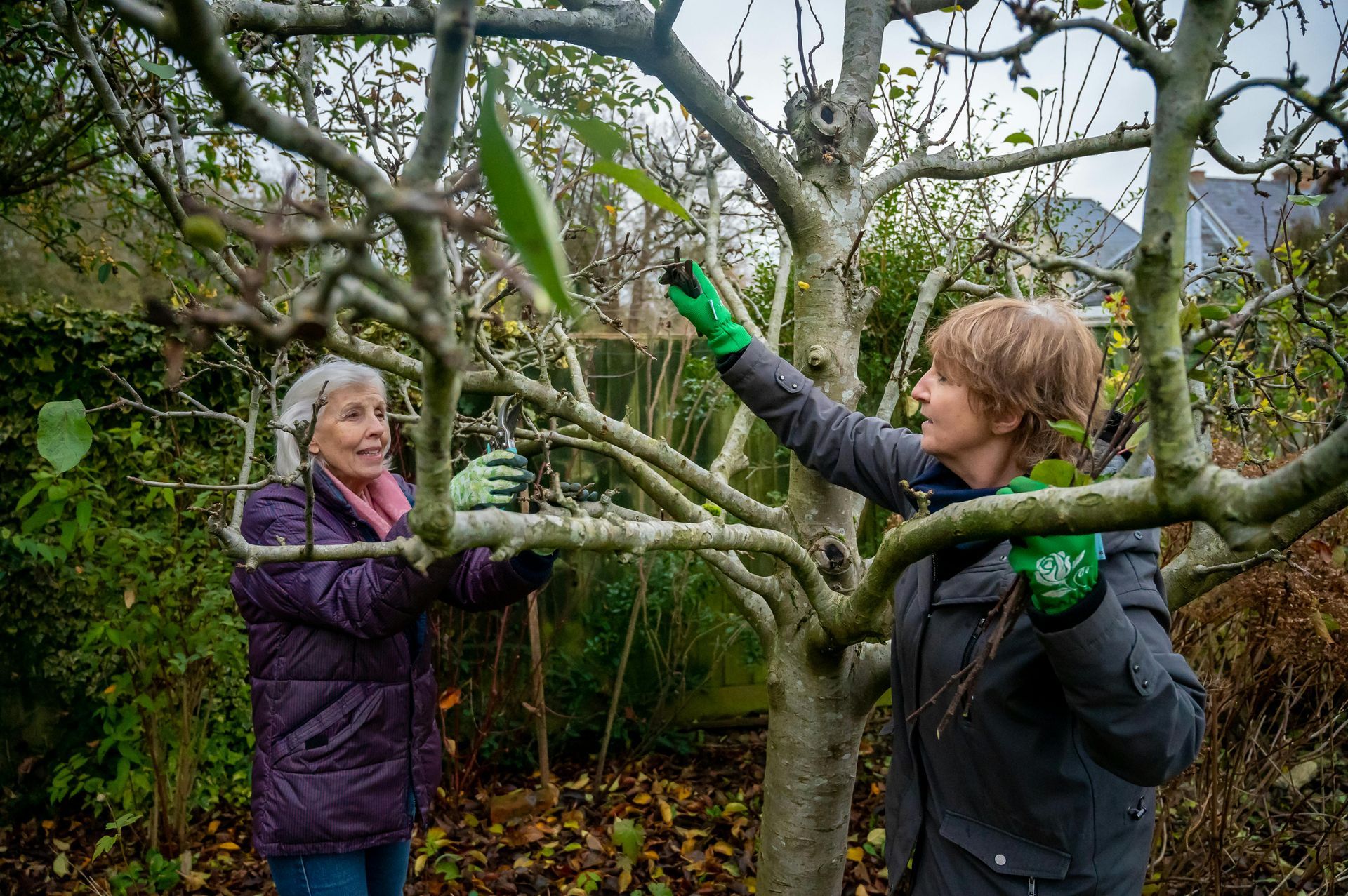 2 people looking at a freshly pruned tree.