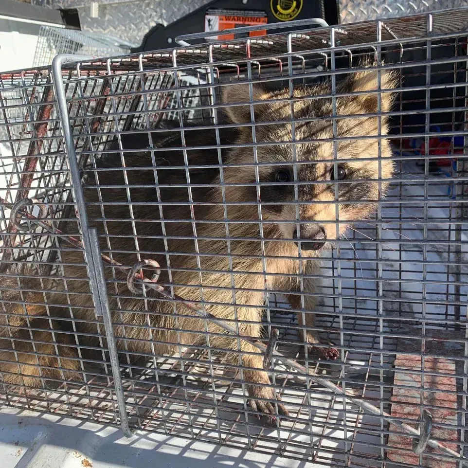 Get rodent control in Worcester, MA by  Matts Wildlife Solutions