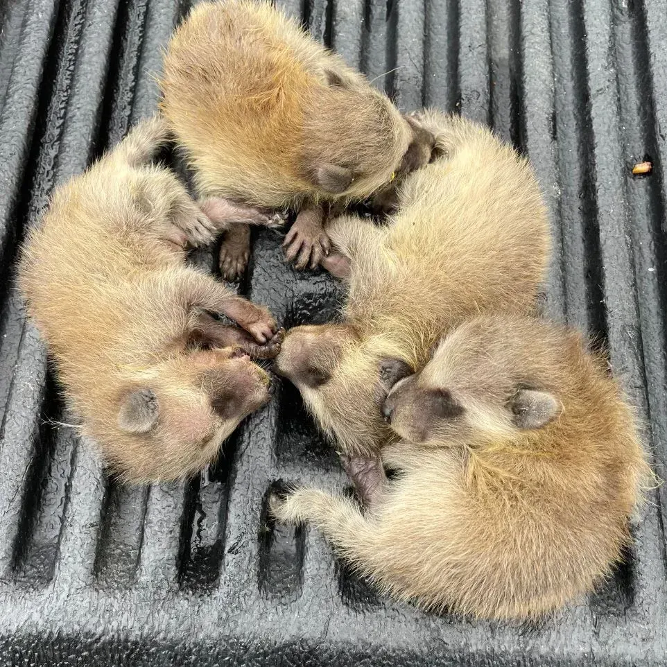 Get rodent control in Worcester, MA by  Matts Wildlife Solutions