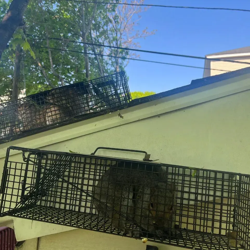 A wildlife removal in Worcester, MA by Matts Wildlife Solutions