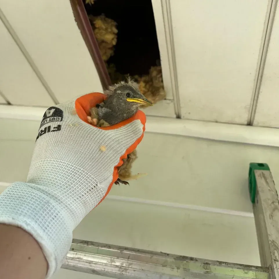A wildlife removal in Worcester, MA by Matts Wildlife Solutions