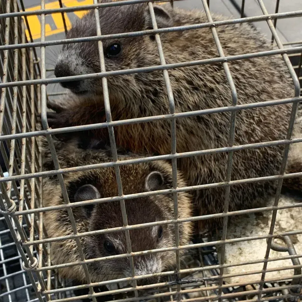 A wildlife removal in Worcester, MA by Matts Wildlife Solutions