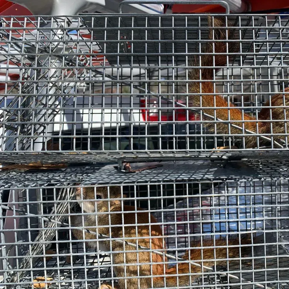 Get rodent control in Worcester, MA by  Matts Wildlife Solutions