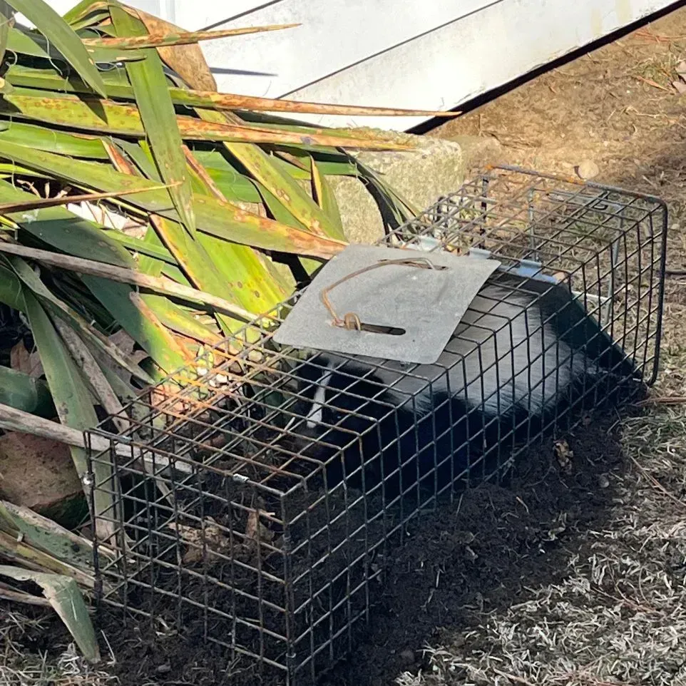 Get rodent control in Worcester, MA by  Matts Wildlife Solutions