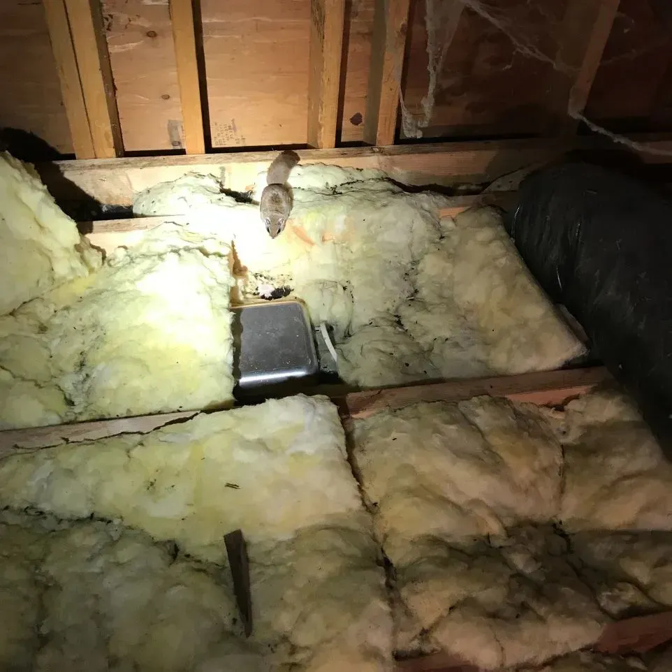A pest sealing in Worcester, MA by Matts Wildlife Solutions