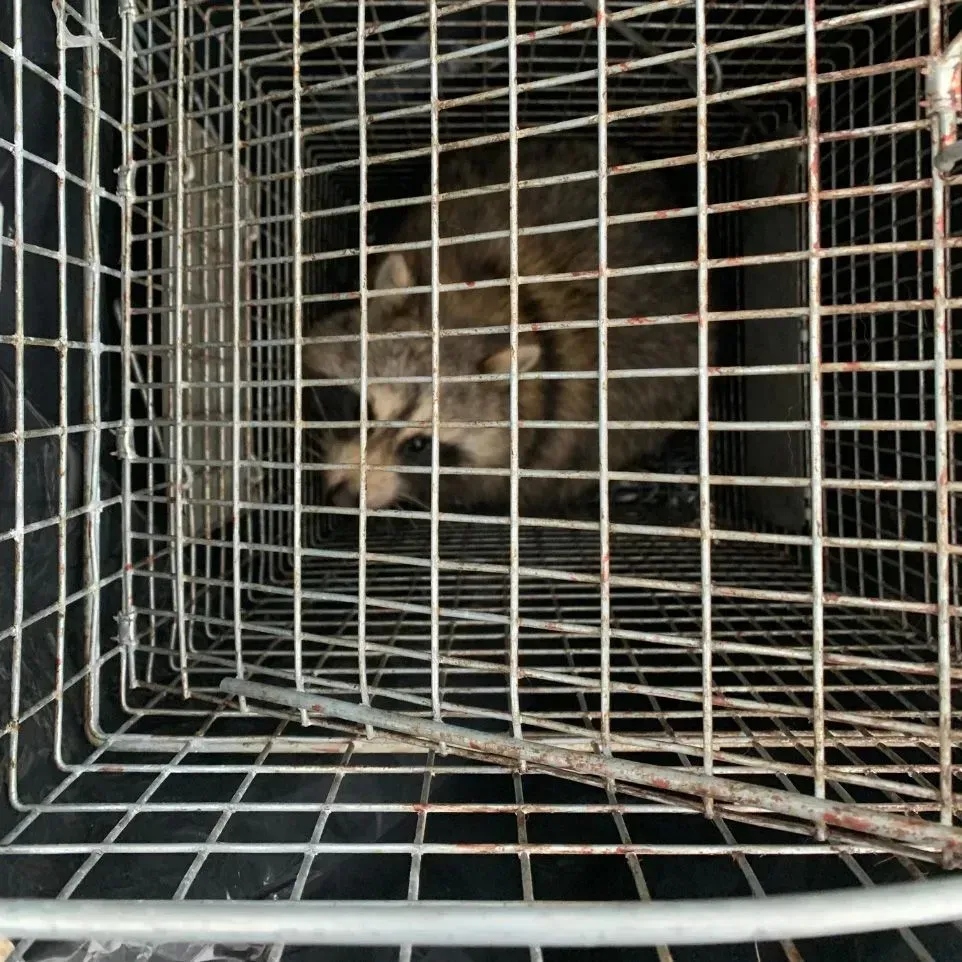 Get rodent control in Worcester, MA by  Matts Wildlife Solutions