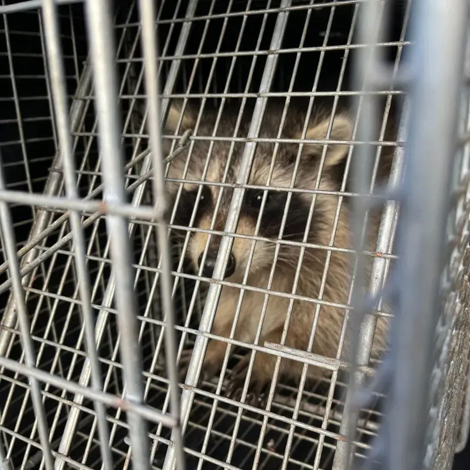 Get rodent control in Worcester, MA by  Matts Wildlife Solutions