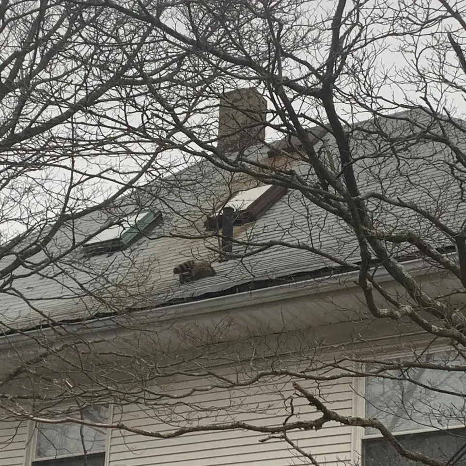 A pest sealing in Worcester, MA by Matts Wildlife Solutions