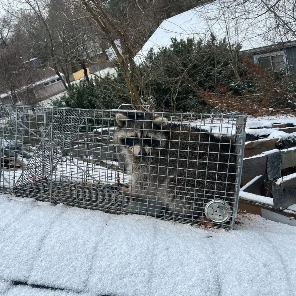 Get rodent control in Worcester, MA by  Matts Wildlife Solutions