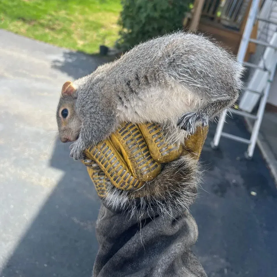 Get squirrel removal in Worcester, MA by  Matts Wildlife Solutions
