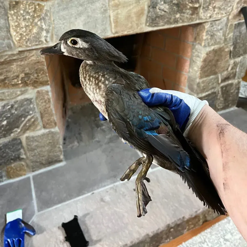 A wildlife removal in Worcester, MA by Matts Wildlife Solutions